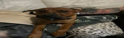Mixed Breed dogs for sale: Dutch shepherd x shar pei - Advert 2