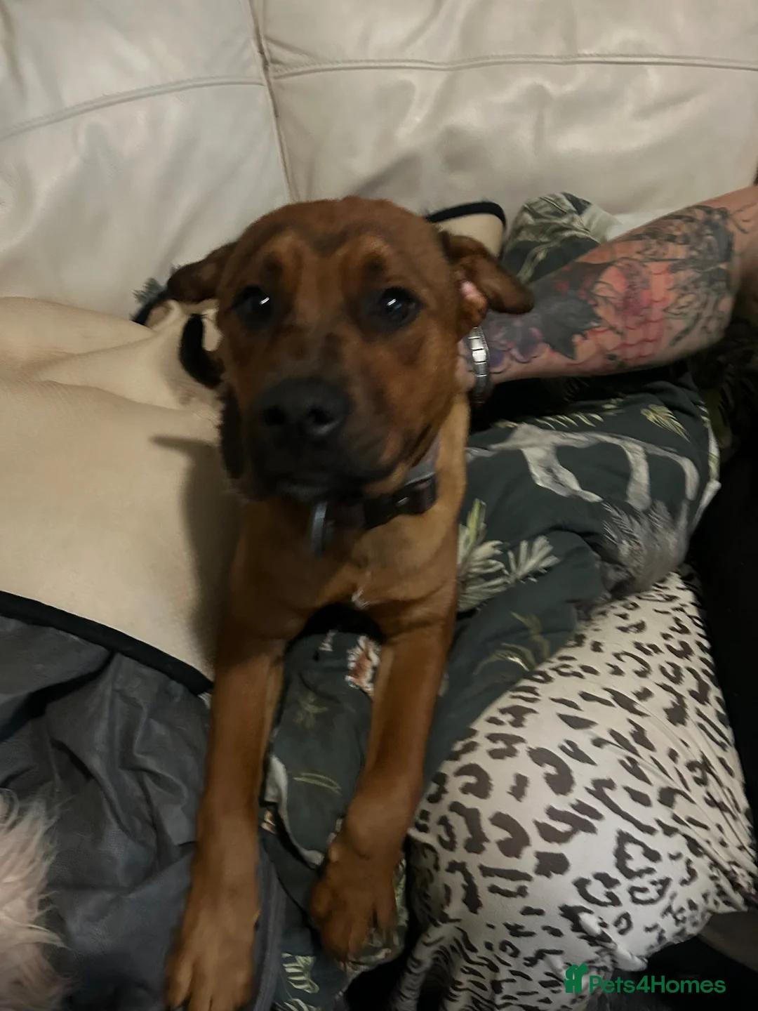 Mixed Breed dogs for sale: Dutch shepherd x shar pei - Advert 2