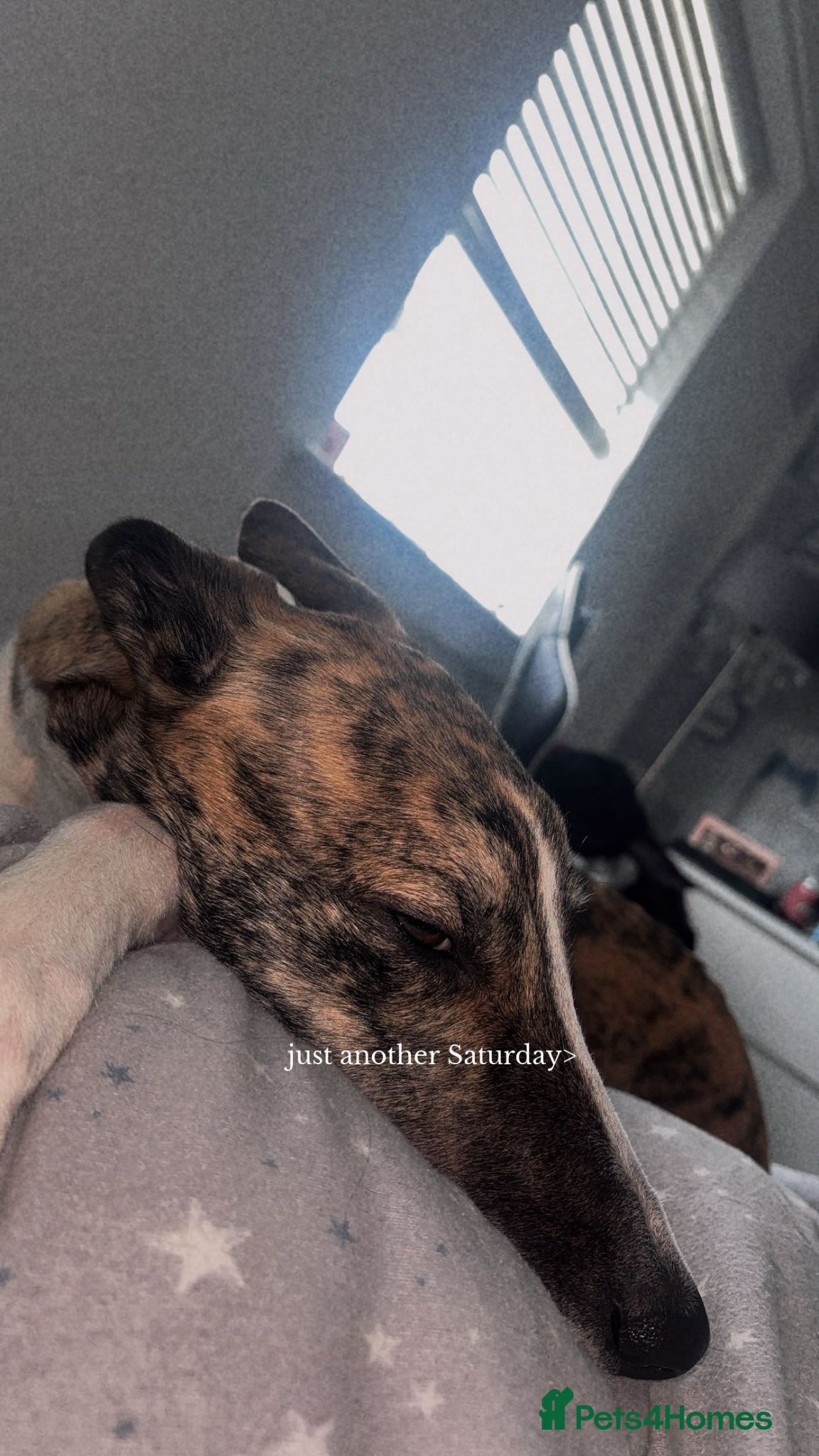 Mixed Breed dogs for sale: Female Lurcher - Advert 2
