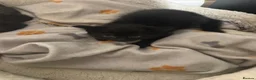 Mixed Breed cats for sale: 3 Black kittens in Wellingborough - Advert 7