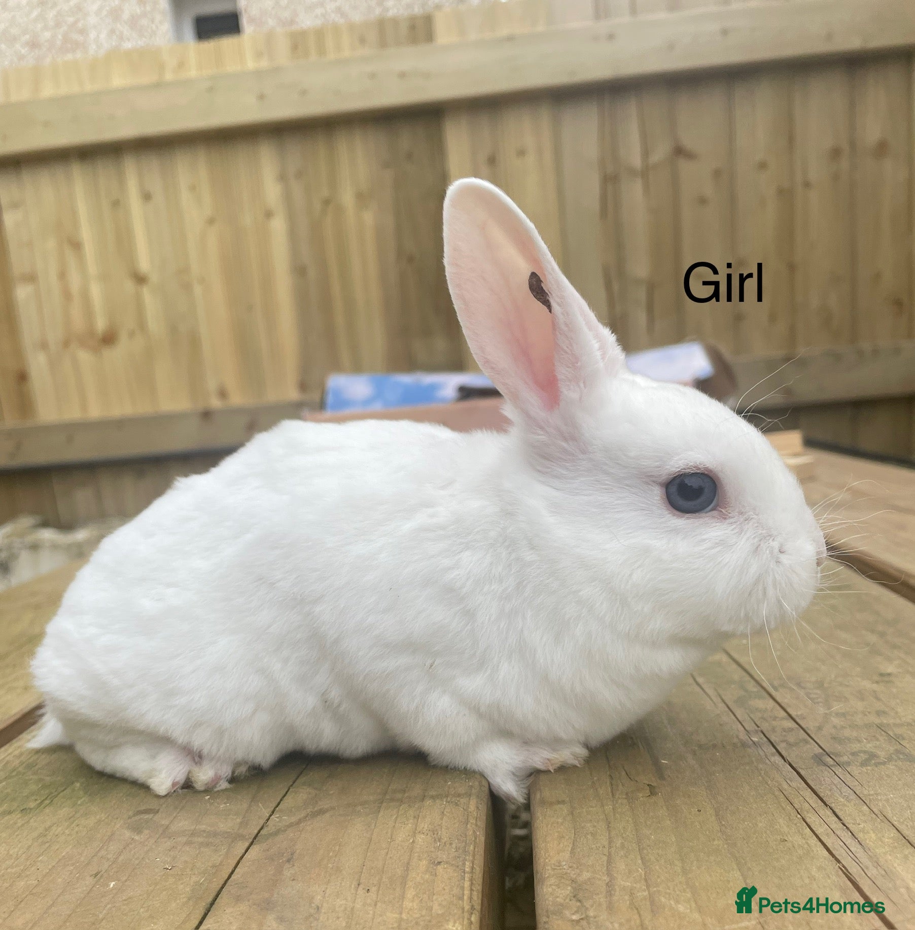 Rex rabbits 💖Pure bred mini Rex litter 💖 - Advert 18