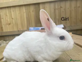 Rex rabbits 💖Pure bred mini Rex litter 💖 - Advert 18