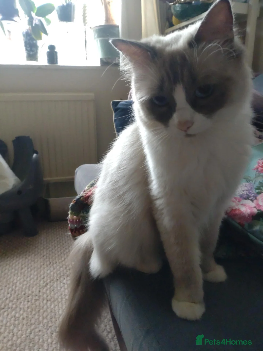 Ragdoll cats for sale: Snowballs Kittens - Advert 1