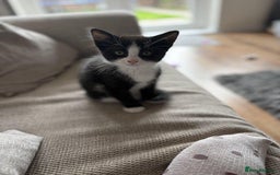 Mixed Breed cats for sale: 2x Female Kittens  - Image 4