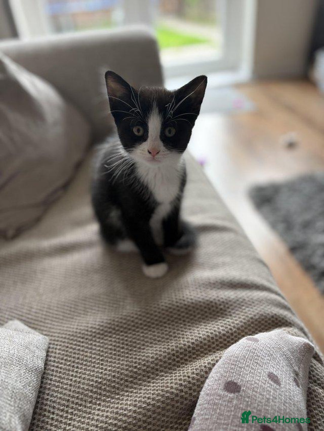 Mixed Breed cats for sale: 2x Female Kittens  - Image 4