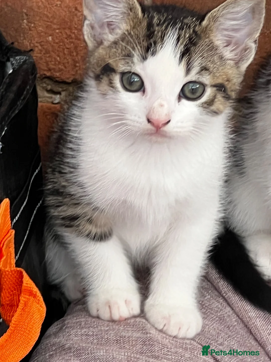 Mixed Breed cats for sale: Little kitten - Advert 1