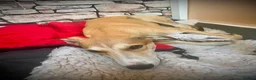 Mixed Breed dogs for adoption: Sweet Aurora 5 months old in Usk - Advert 8