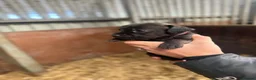 Patterdale Terrier dogs for sale: Patterdale Terriers - Advert 5