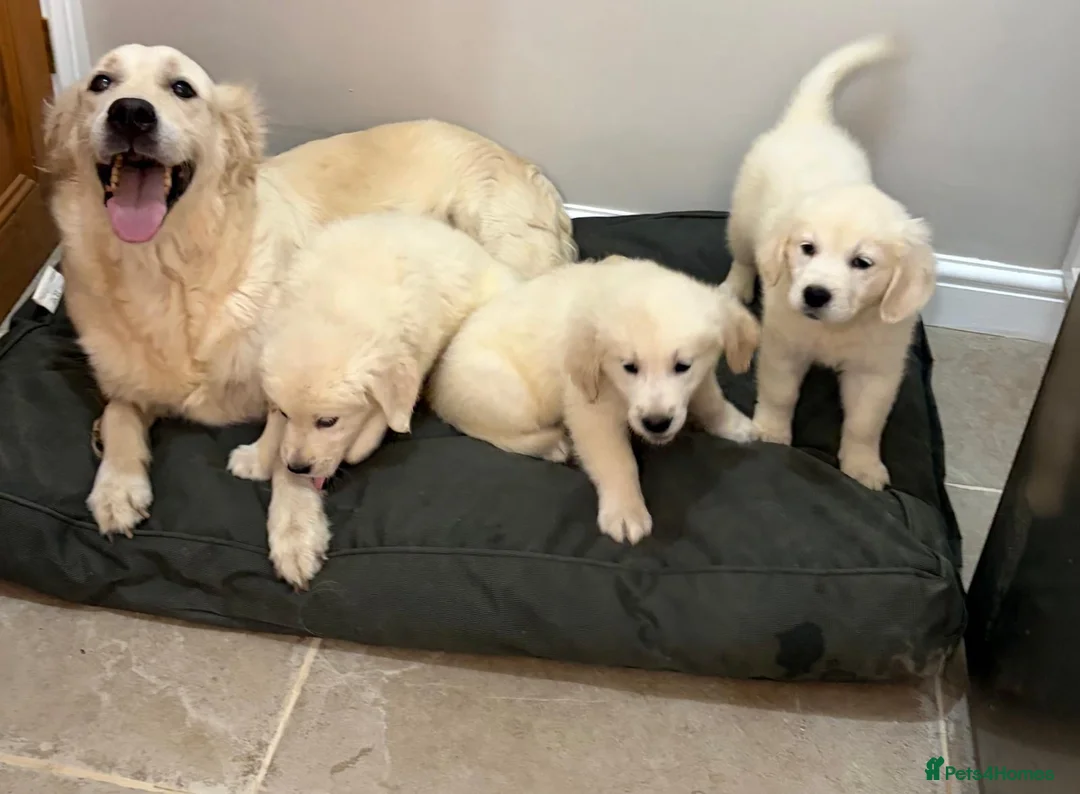 Golden Retriever dogs for sale: Lovely, confident playful puppies - Advert 2