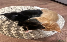 Mixed Breed cats for sale: Full black kitten .  - Image 8