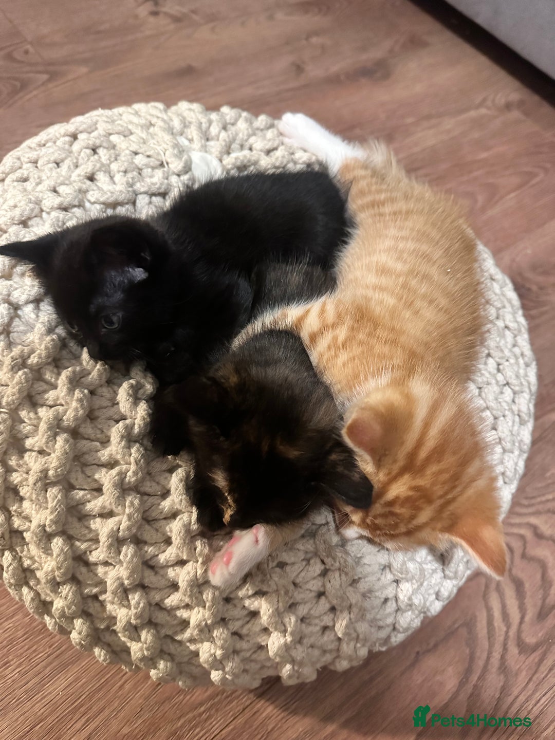 Mixed Breed cats for sale: Full black kitten .  - Image 8