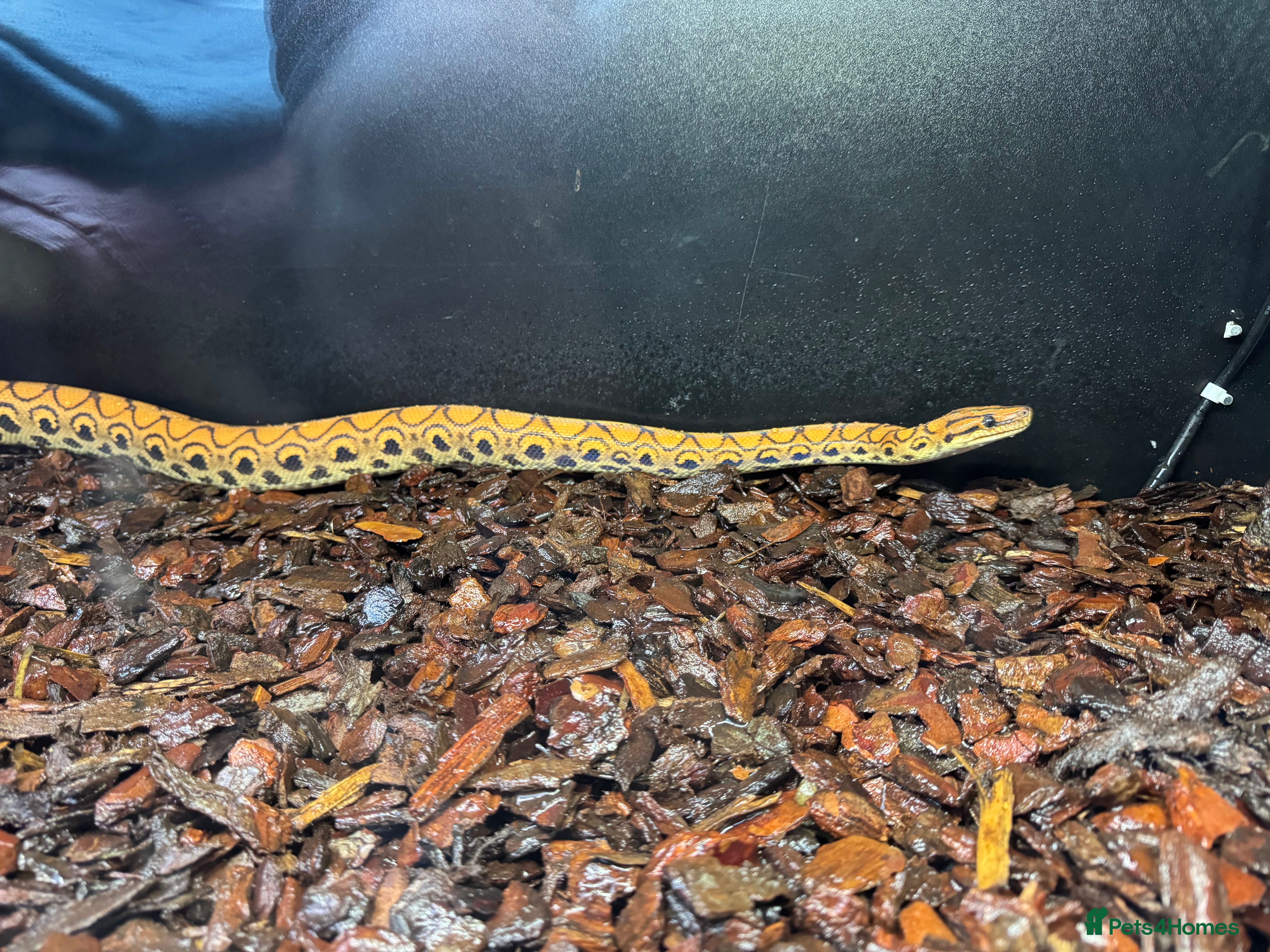 Boa Snake reptiles Brazilian Rainbow Boa breeding trio - Advert 1