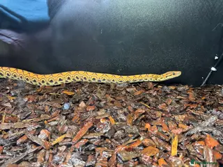 Boa Snake reptiles Brazilian Rainbow Boa breeding trio - Advert 1