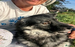 Mixed Breed dogs for adoption: Roberto - Norwich Norfolk  - Image 10
