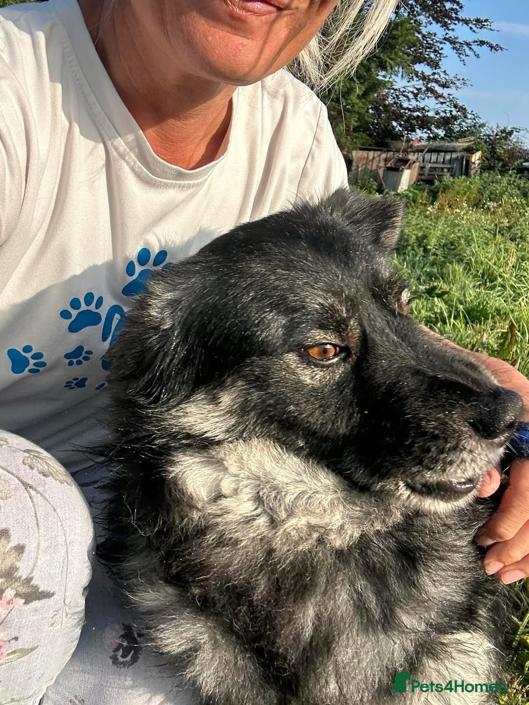 Mixed Breed dogs for adoption: Roberto - Norwich Norfolk  - Image 10