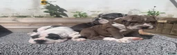Mixed Breed dogs for sale: English Merle Bulldog/Shar Pei puppies for sale - Advert 11