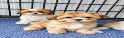 Shih Tzu dogs for sale: Little girl! - Advert 4