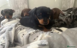Miniature Dachshund dogs for sale: Ready now Last boy KC REG PRA CLEAR - Image 7