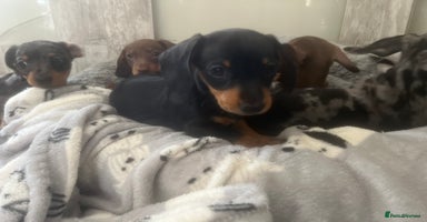 Miniature Dachshund dogs - Advert 6