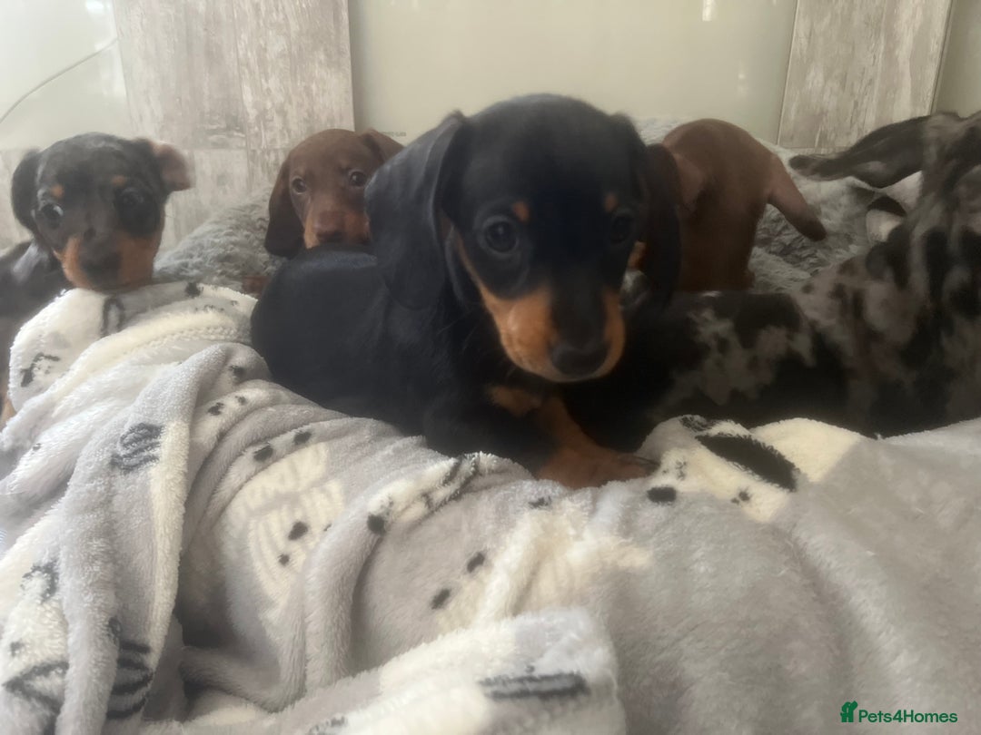 Miniature Dachshund dogs for sale: Ready now Last boy KC REG PRA CLEAR - Image 7