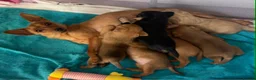 Mixed Breed dogs for adoption: Greta - Adorable Tiny Min Pin Mix Girl Pup  - Advert 2