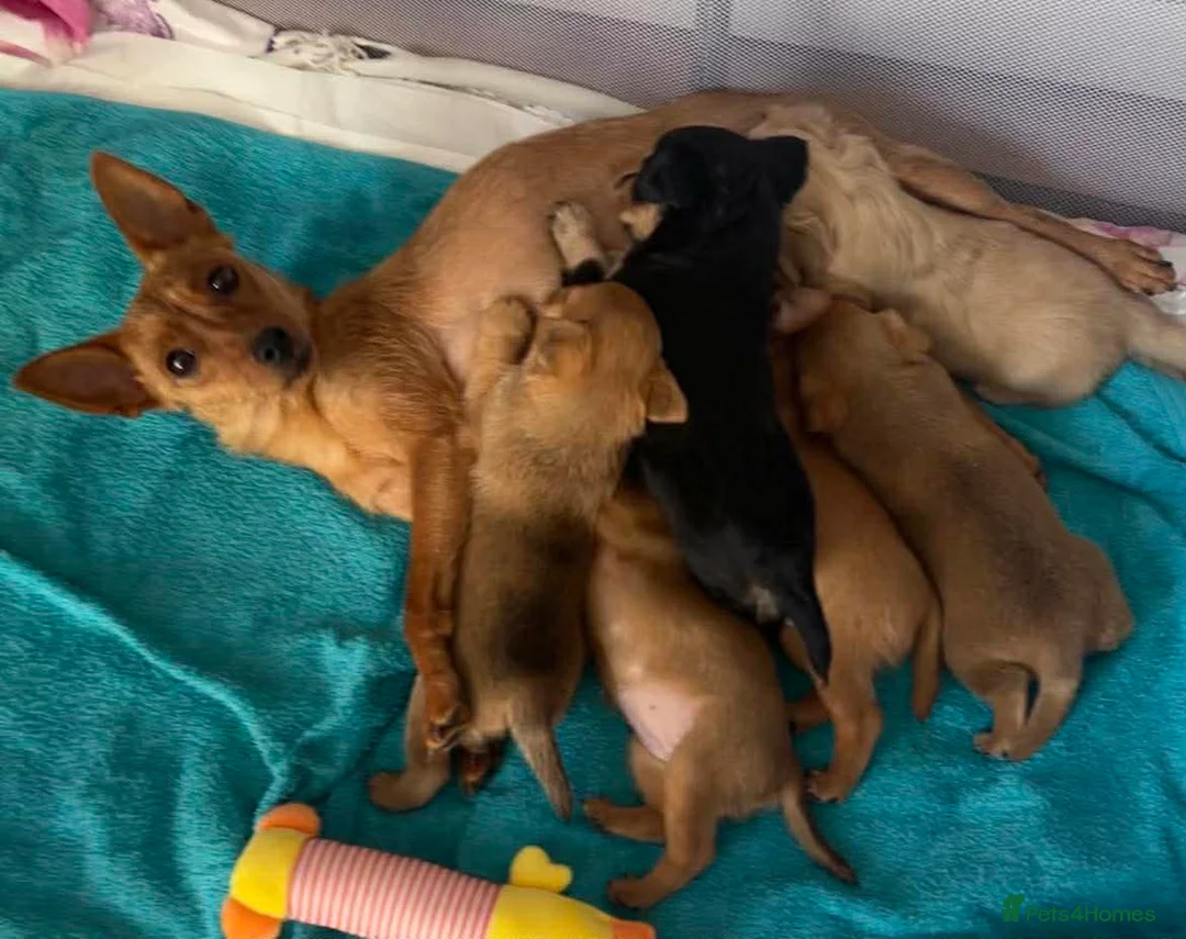 Mixed Breed dogs for adoption: Greta - Adorable Tiny Min Pin Mix Girl Pup  - Advert 2