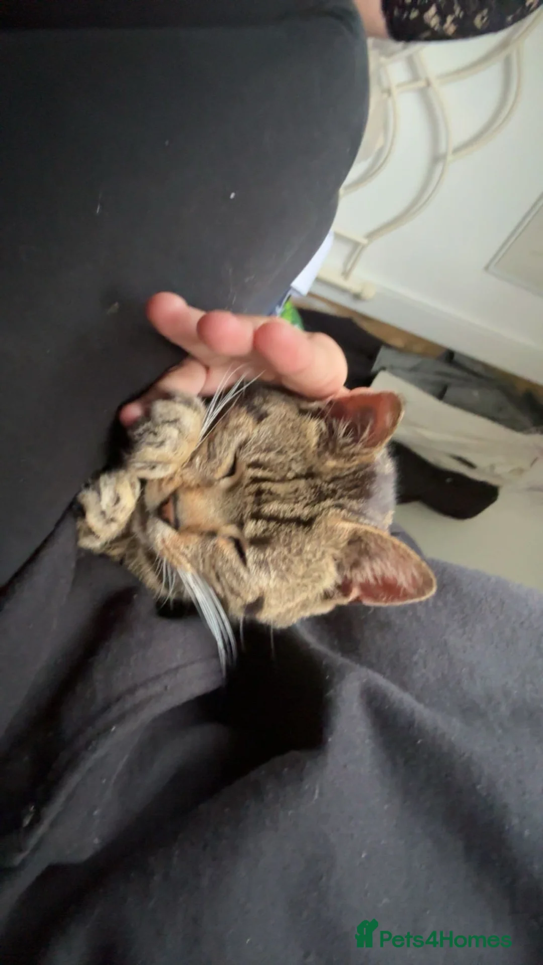 Domestic Shorthair cats for sale: Neeko  in Manchester - Advert 2
