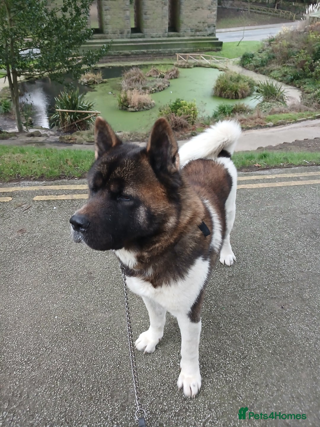 Akita dogs for stud: American Akita For Stud  - Advert 3