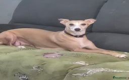 Whippet dogs for sale: 3 lovey whippet puppies  - Image 7