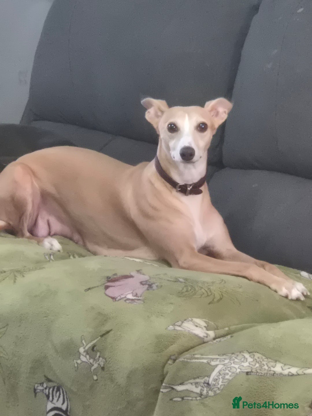 Whippet dogs for sale: 3 lovey whippet puppies  - Image 7