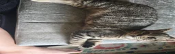 British Shorthair cats for sale: Nora  - Advert 8