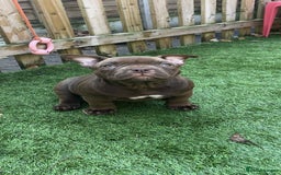 American Bully dogs for sale: Micro Exotic Bully ABR Females - Image 1