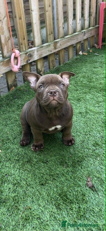 American Bully dogs - Advert 1