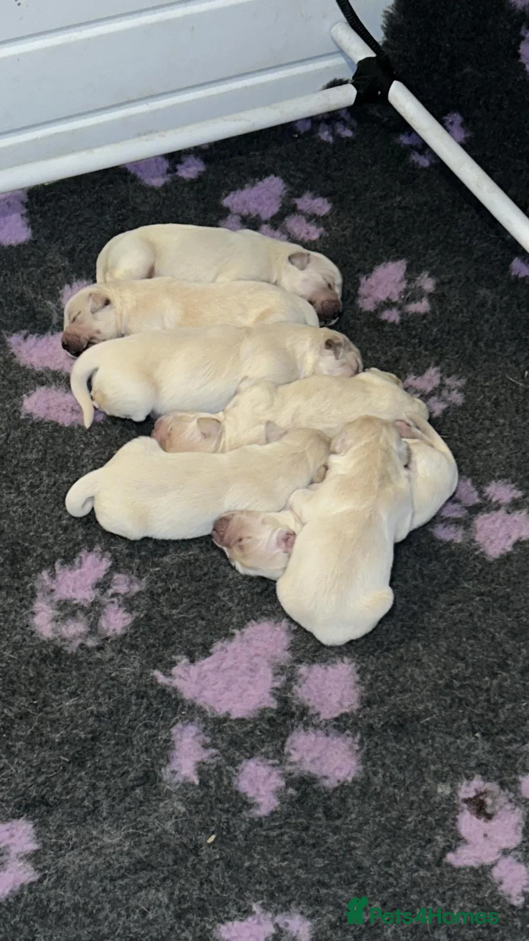Golden Retriever dogs for sale: Fantastic Golden Retrievers in Llanrwst - Advert 2