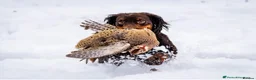 Cocker Spaniel dogs for sale: Working Cocker Spaniel  - Advert 4