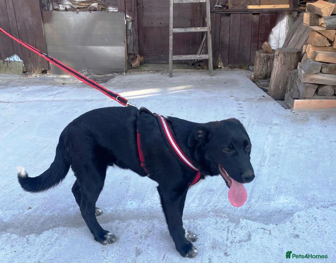Mixed Breed dogs for adoption: Meet BLUE !  A lovely young boy, for a Loving Home - Image 3