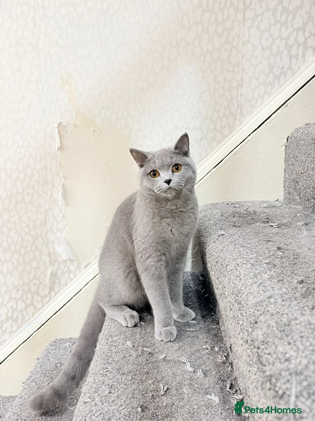 British Shorthair cats for sale: British shorthair Female  in Preston - Advert 2