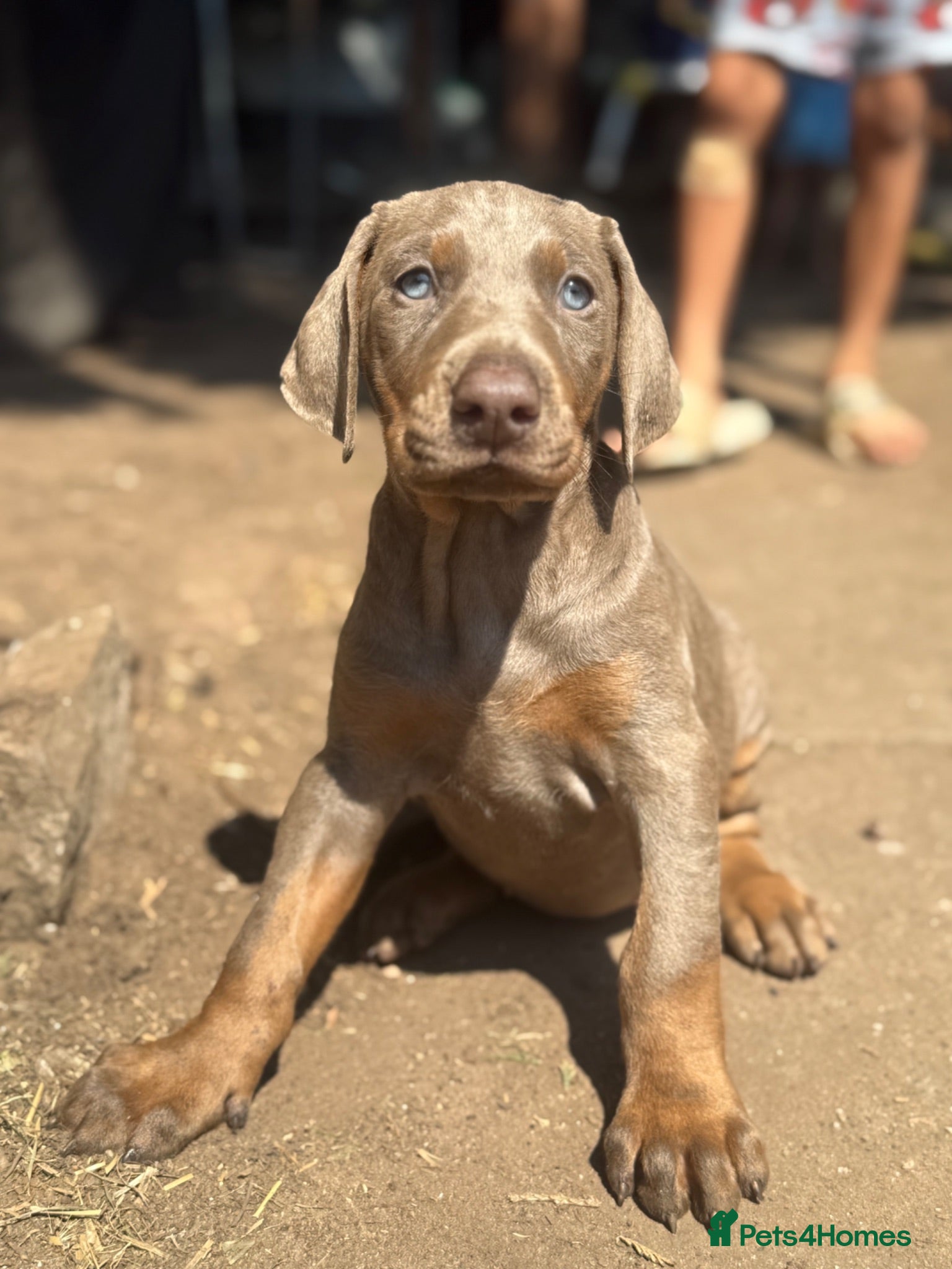Dobermann dogs Top Quality Ready Soon KC Registered Puppies! - Advert 1