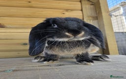 French Lop rabbits for sale: Giant French Lops - Advert 3