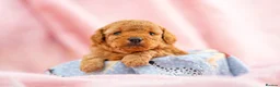 Toy Poodle dogs for sale: 🐶🐾Toy Poodle Puppies 🐾🐶 in Tunbridge Wells - Advert 19