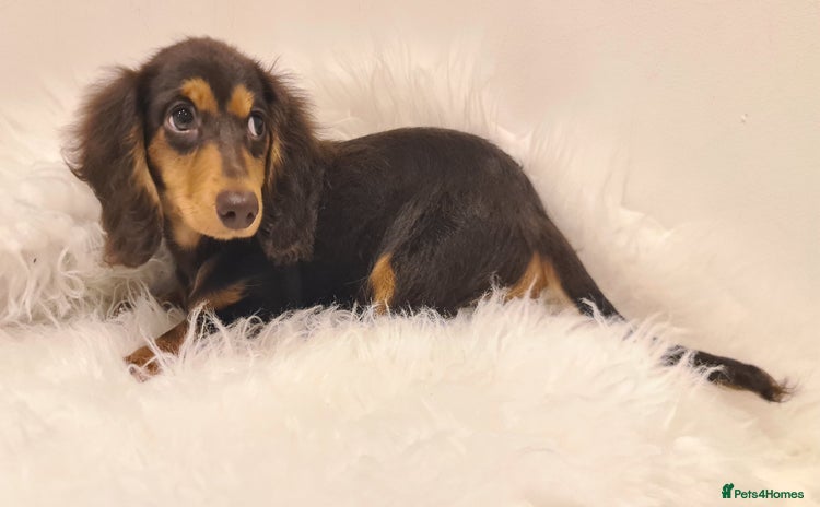 Miniature Dachshund dogs - Advert 1