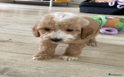 Cockapoo dogs for sale: F1 cockapoos - Image 5
