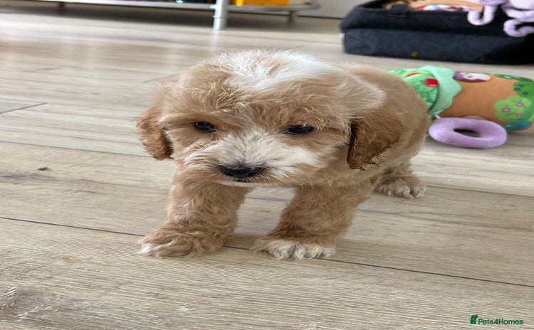 Cockapoo dogs - Advert 11