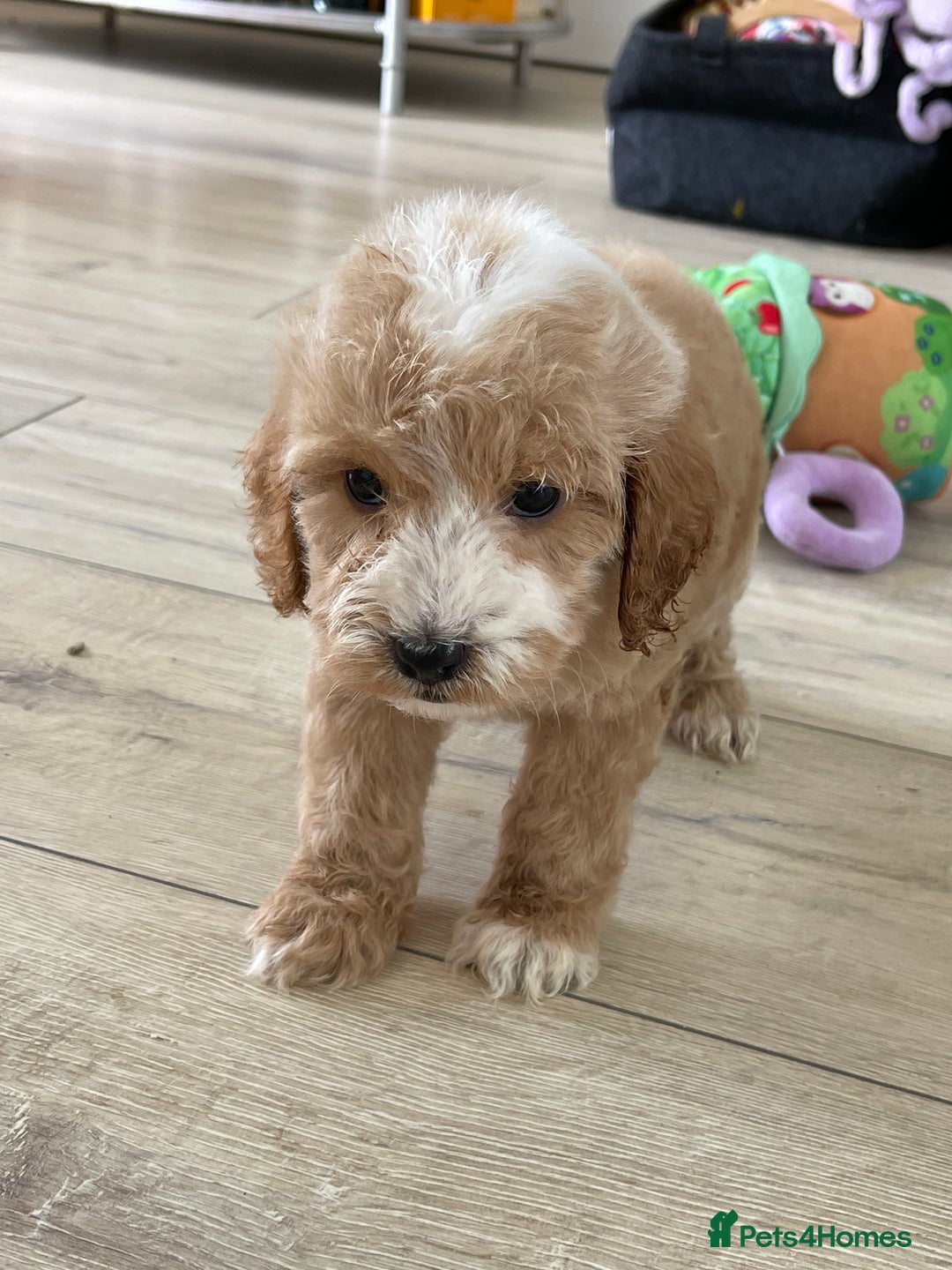 Cockapoo dogs for sale: F1 cockapoos - Image 5