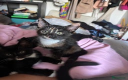 British Shorthair cats for sale: 7 kittens just turned 8 weeks  - Image 2