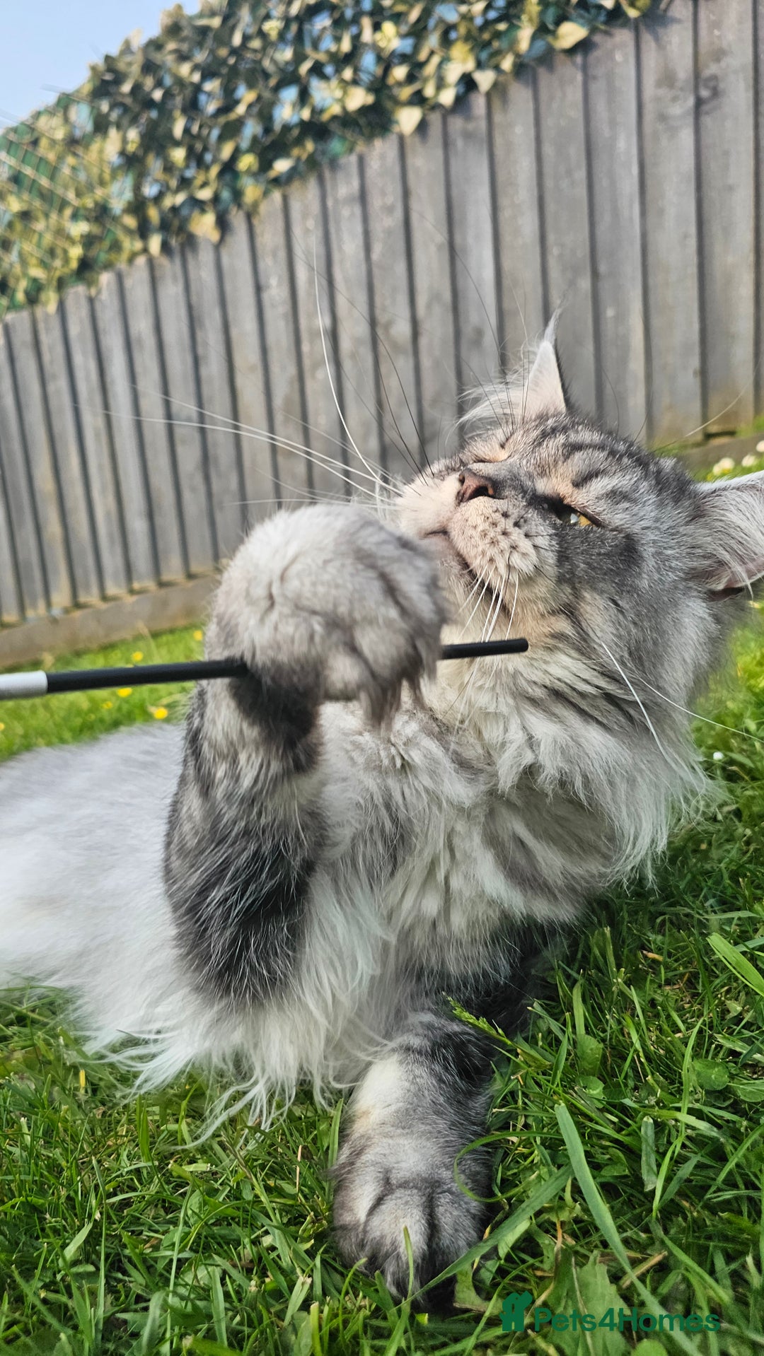 Maine Coon cats for sale: Registered maine coon babies - Advert 4
