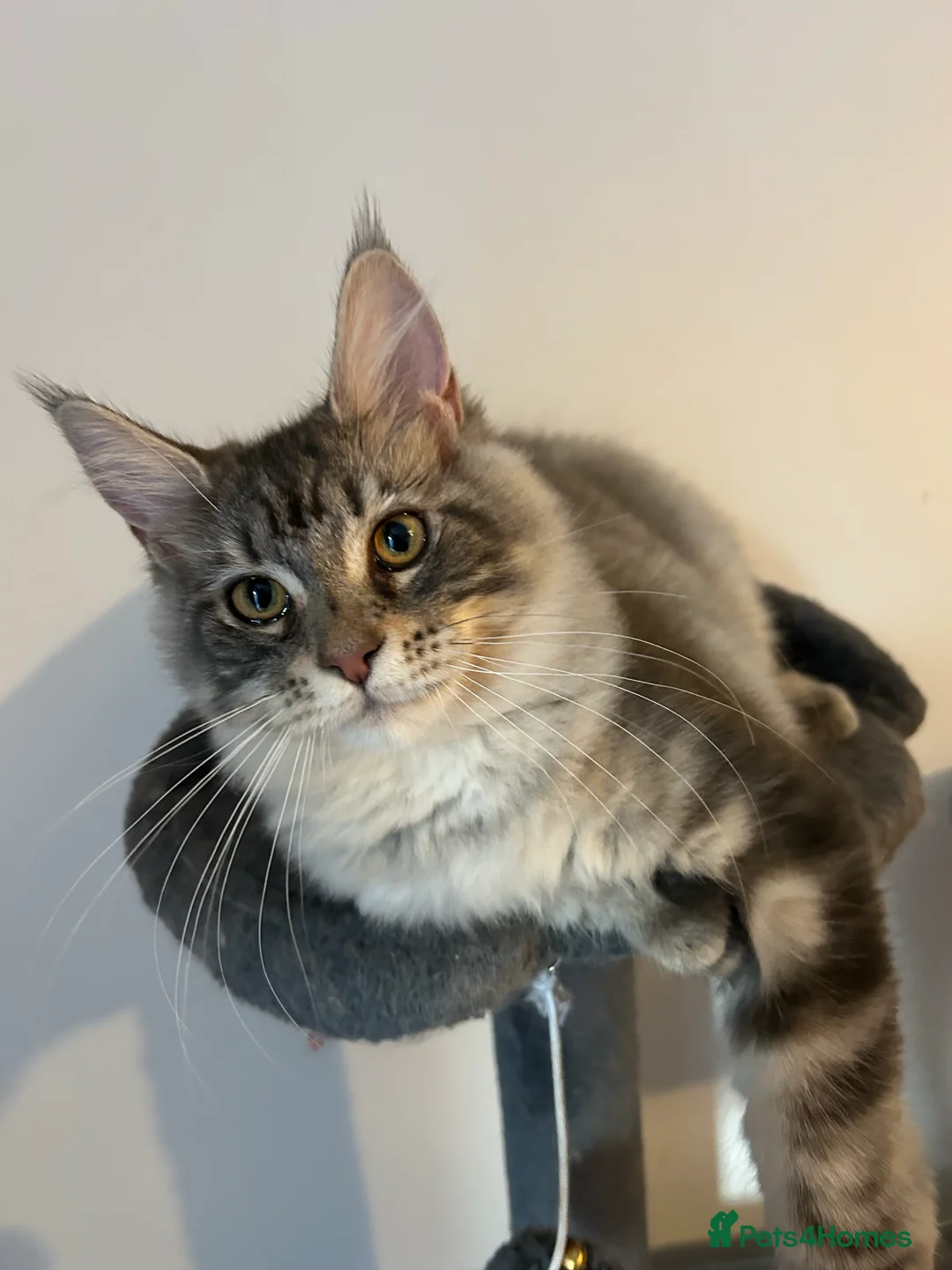 Gallery Image {{count}}