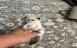 Ragdoll cats for sale: Ragdoll kittens  - Image 18