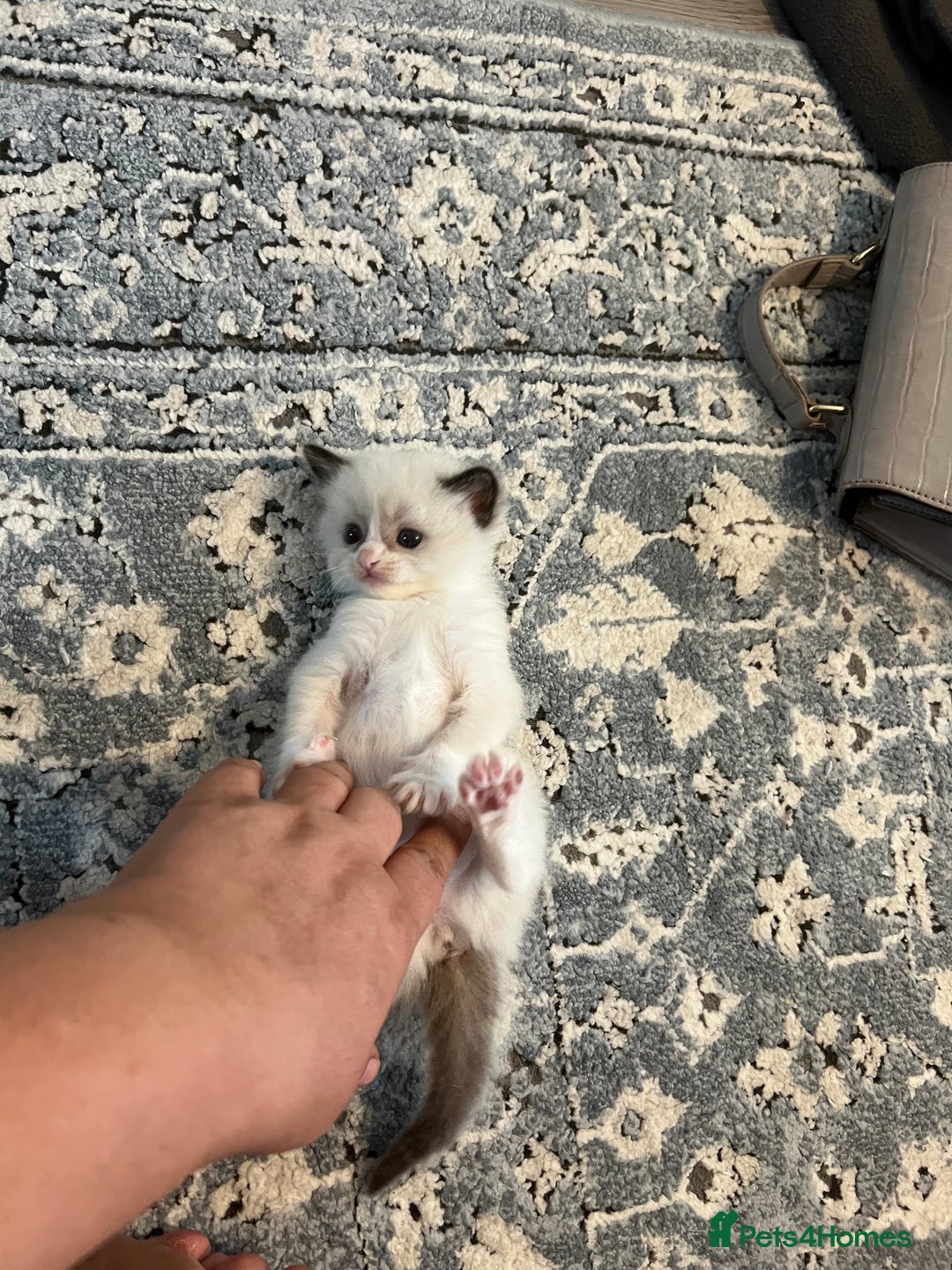 Ragdoll cats for sale: Ragdoll kittens  - Image 18