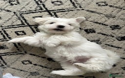 Maltese dogs for sale: Beautiful Maltese puppies  - Image 9